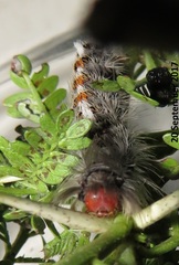 Euproctis punctifera