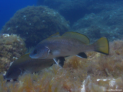 Sciaena umbra