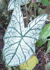 Caladium