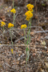 Chrysocephalum vitellinum