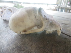 Cercopithecus mitis albogularis