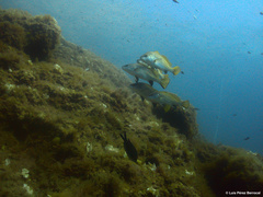Sciaena umbra