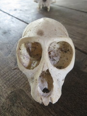 Cercopithecus mitis albogularis