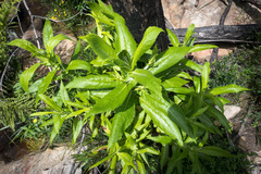Calomeria amaranthoides