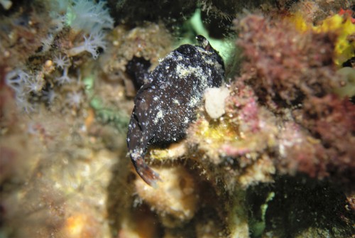 Smooth anglerfish (Phyllophryne scortea) — Antennariidae — 5