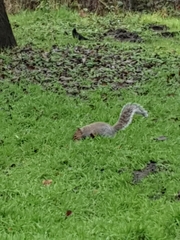 Sciurus carolinensis