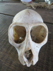 Cercopithecus mitis albogularis