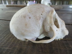 Cercopithecus mitis albogularis