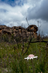 Actinotus forsythii