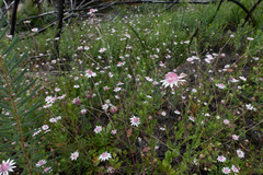 Actinotus forsythii