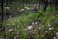 Actinotus forsythii