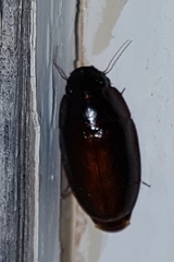 Pseudomorphini