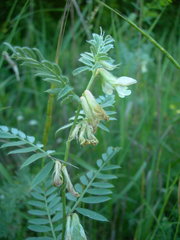 Vicia pannonica