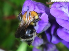 Bombus consobrinus
