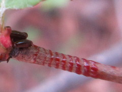 Paropsides soriculata