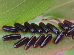 Paropsides soriculata