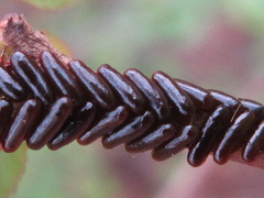 Paropsides soriculata