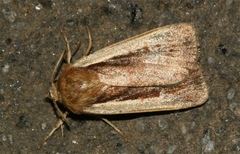 Ochropleura
