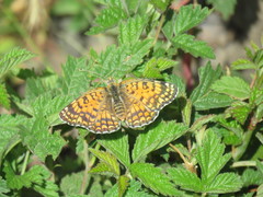 Melitaea ornata