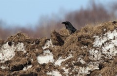 Corvus corax kamtschaticus