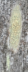 Lecanora varia