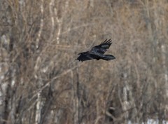 Corvus corax kamtschaticus