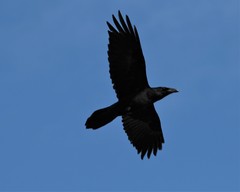 Corvus corax kamtschaticus