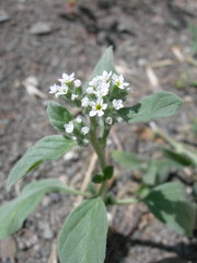 Heliotropium ellipticum