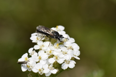 Hylaeus nigritus