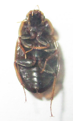 Acidocerinae