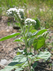 Heliotropium ellipticum