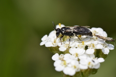 Hylaeus nigritus