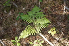 Pteridium tauricum