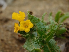 Amsinckia spectabilis