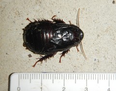 Panesthiinae