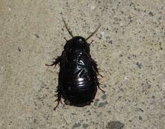 Panesthiinae
