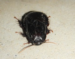 Panesthiinae