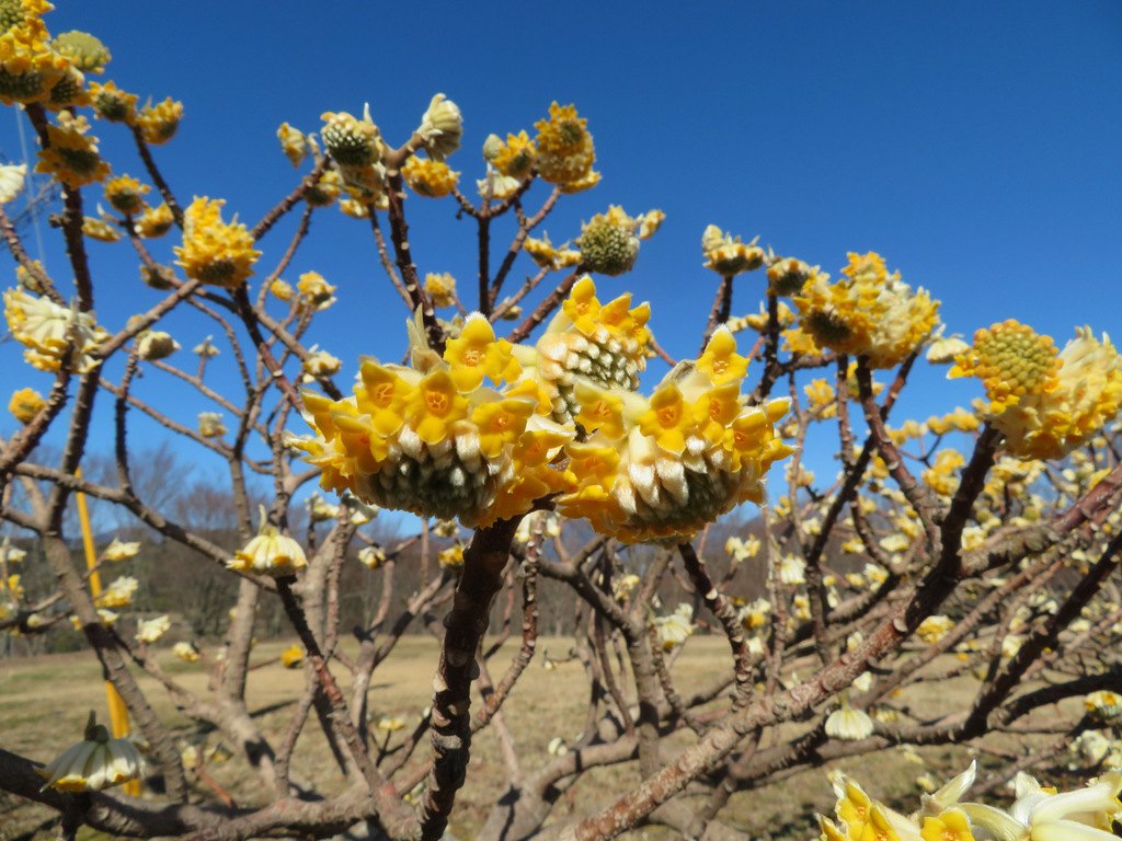 Edgeworthia chrysantha, Yanagi, Oi, Ashigarakami District, Kanagawa 258-0012, Japan