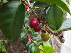 Eugenia reinwardtiana