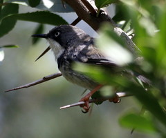 Apalis thoracica claudei