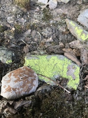 Chrysothrix chlorina