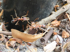 Myrmecia vindex