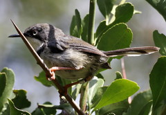 Apalis thoracica claudei