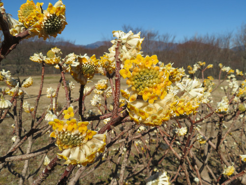 Edgeworthia chrysantha