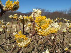 Edgeworthia chrysantha