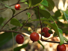 Eugenia reinwardtiana