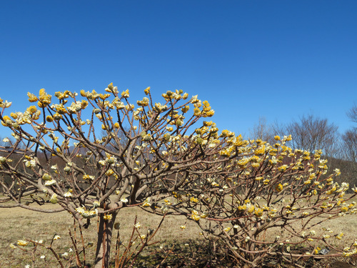Edgeworthia chrysantha