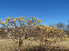 Edgeworthia chrysantha