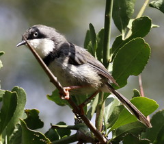 Apalis thoracica claudei