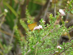 Taractrocera papyria agraulia